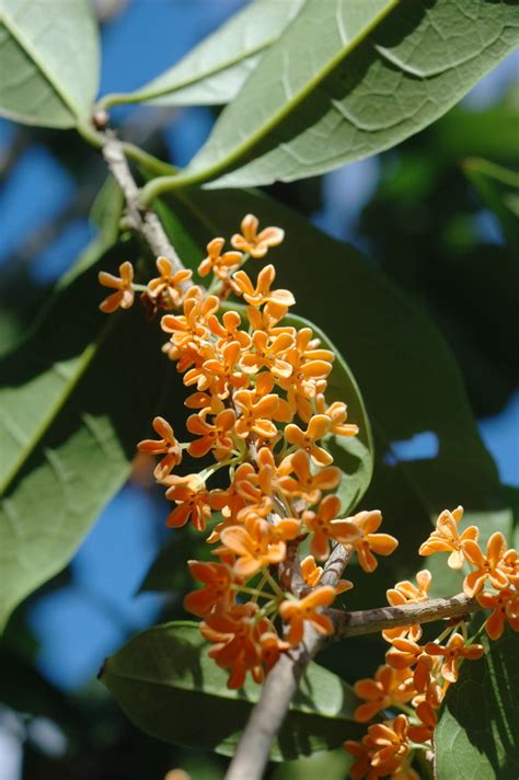 桂花 屬性|桂 花